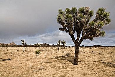 国行《马力欧卡丁车8 豪华版》 第3弹付费DLC发售